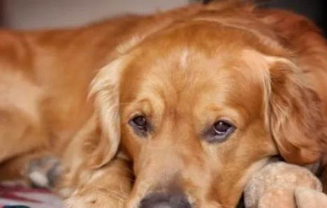 狗狗得了细小肠炎都有哪些症状