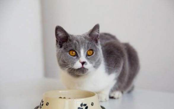 猫咪厌食症如何改善