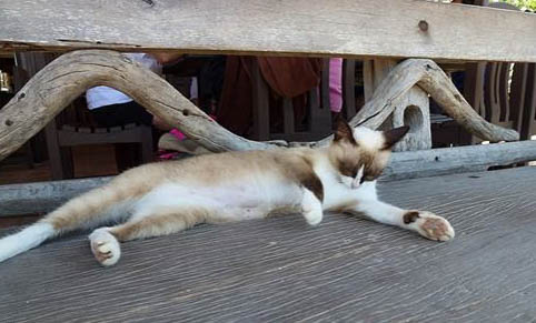 猫尿失禁怎么治疗?