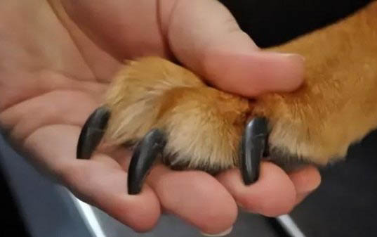 狗狗喉咙卡骨头了会自愈吗