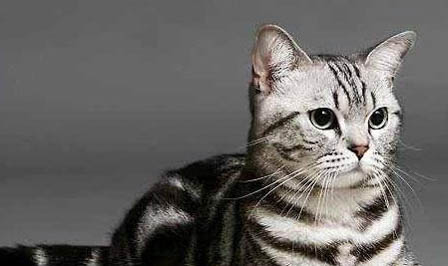 猫咪要多久打一次疫苗