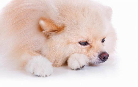 狗狗不能吃的20种蔬菜有哪些?