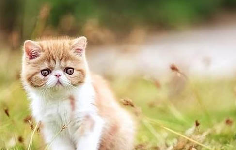加菲猫一般寿命有多久