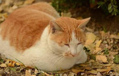 猫咪疝气的症状表现