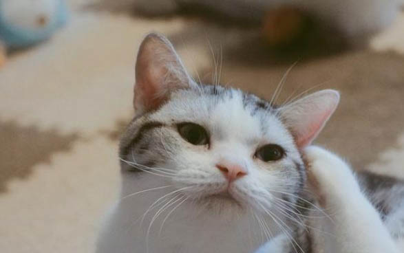 猫会自己学会用猫砂吗