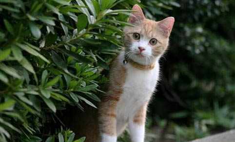 怎么教流浪猫用猫砂