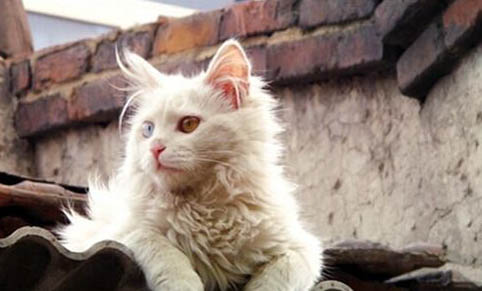 怎么辨别猫的公母
