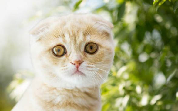 没睁眼的小猫眼睛肿了还流脓怎么办