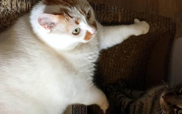 猫咪尿血尿频是怎么回事