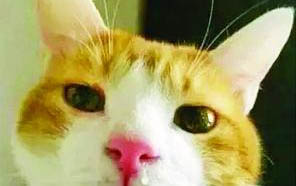 小猫生了怎么照顾?