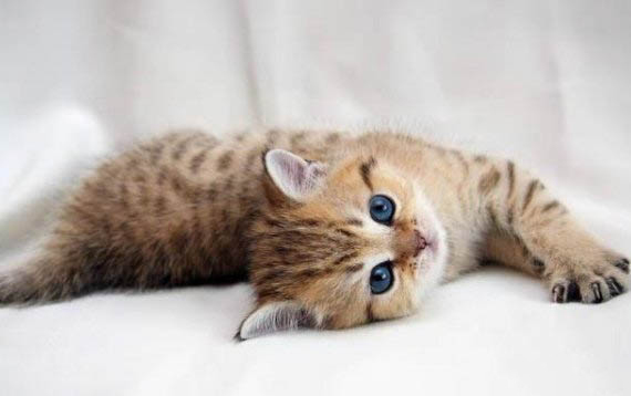 猫咪可以吃绿豆冰棍吗