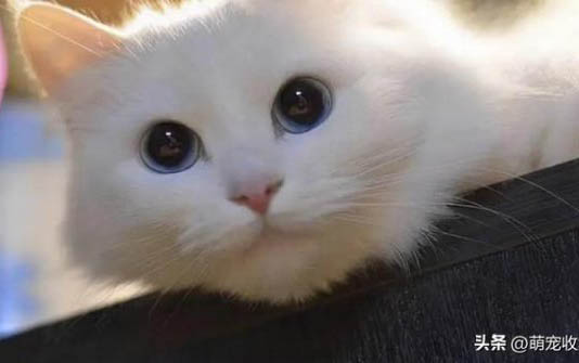 猫咪总是流眼泪眼屎多是什么原因引起的
