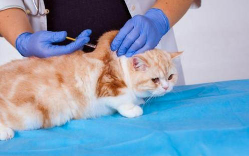 家养猫咪不打疫苗可以吗
