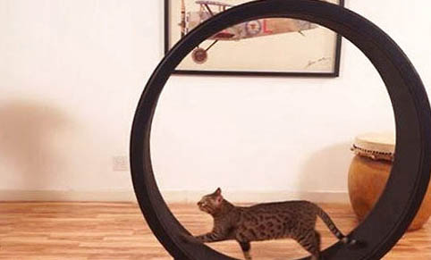 猫咪吃骨头卡住了怎么办?