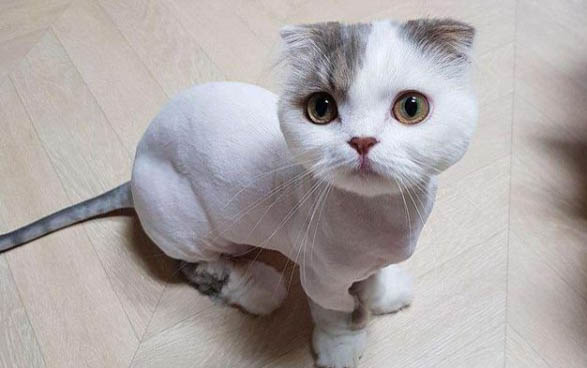 捡来的小猫如何判断多大了