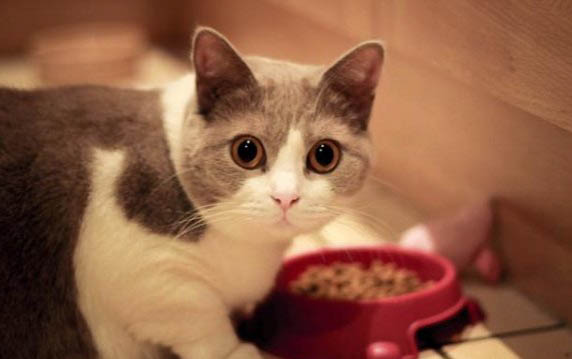 小猫喝水多正常吗