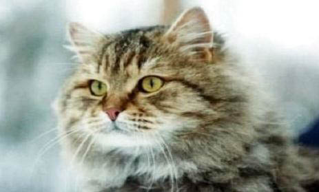 西伯利亚猫好养吗