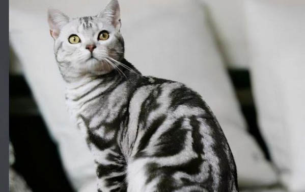 猫吃了火腿肠皮一直吐怎么办