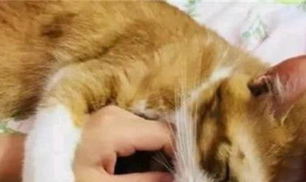 猫突然不吃不喝嗜睡