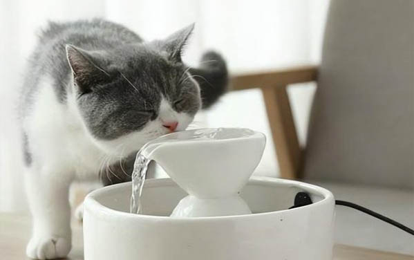 可以给猫吃维生素b2吗