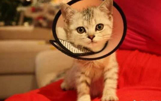 猫咪为什么不能用开塞露