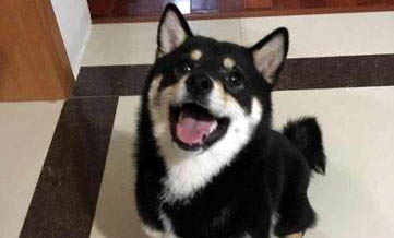 豆柴犬和柴犬哪个贵,有什么不同