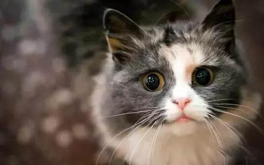 买猫怎么知道猫有没有病
