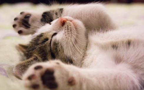 小猫呕吐未消化的猫粮是什么原因