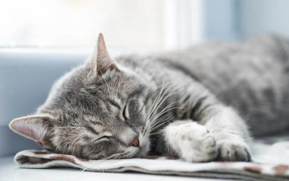猫咪生产前几天有哪些表现
