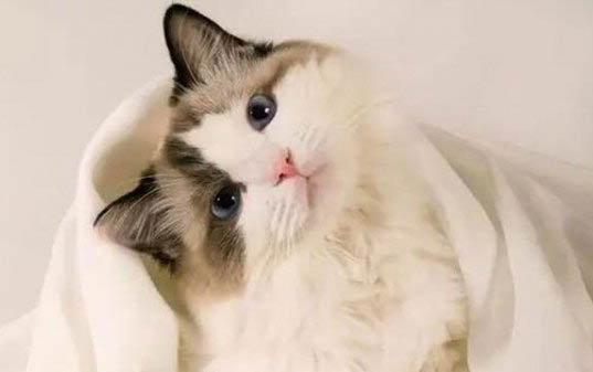 小猫爪子太尖了能剪吗?