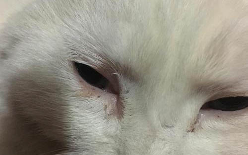 小猫拉肚子吃什么药好