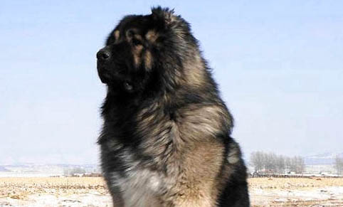 犬瘟狗狗吃什么增强免疫力呢