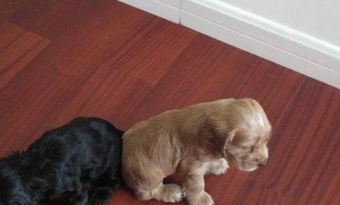 泰迪幼犬狗粮哪个牌子好