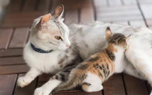 产后的猫咪应注意的事项有哪些