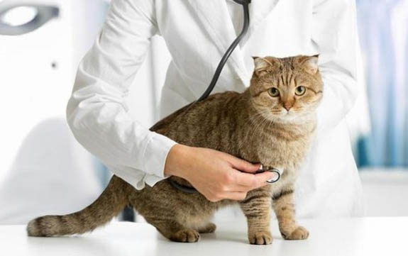 猫咪不能吃哪些食物