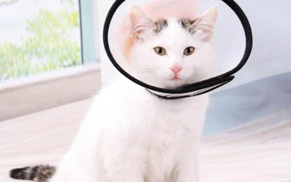 猫咪生产需要准备什么材料
