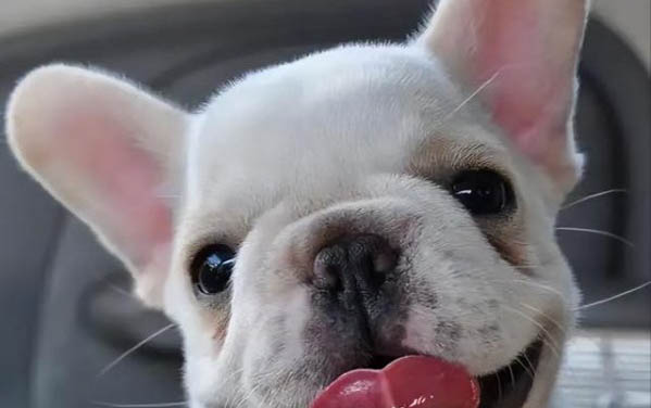 法国斗牛犬大概能活多久
