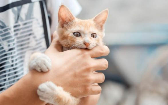 猫咪身上有白色的皮屑还掉毛