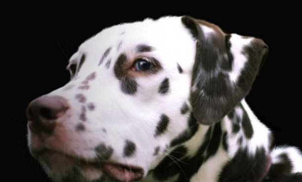 斑点狗很少见的原因及处理方法