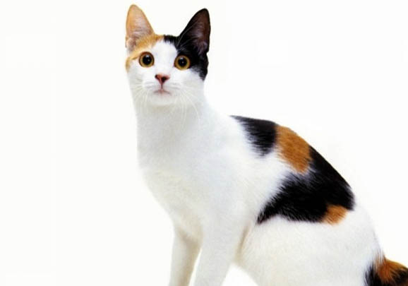 日本短尾猫黑下巴的原因及处理方法