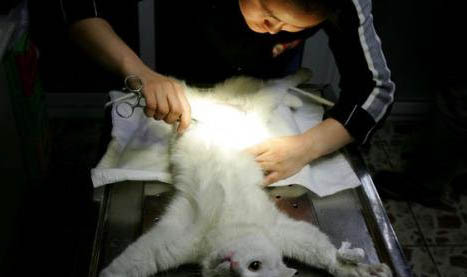 猫咪眼睛红红的咋回事