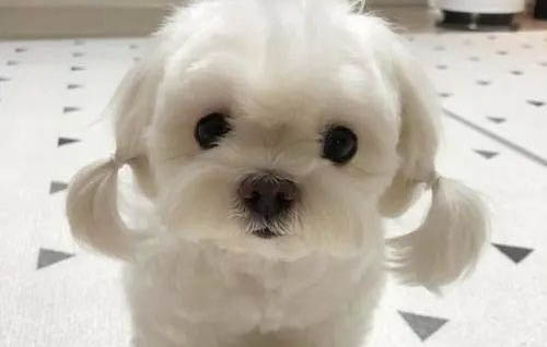 狗狗桃子流像脓一样的东西