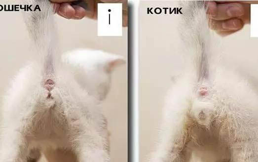 小猫咪感冒了怎么办