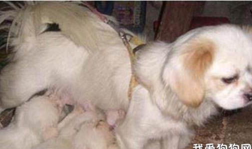 刚出生的金毛幼犬怎么喂养