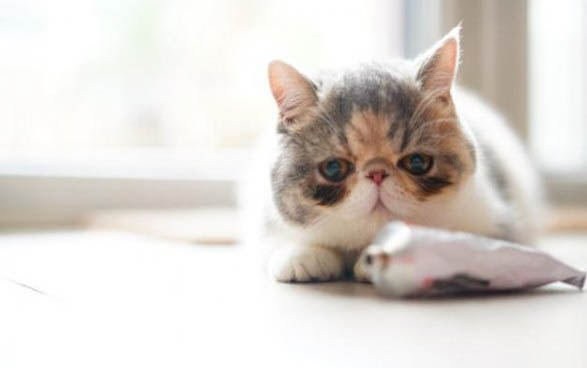 猫咪吃草呕吐怎么办