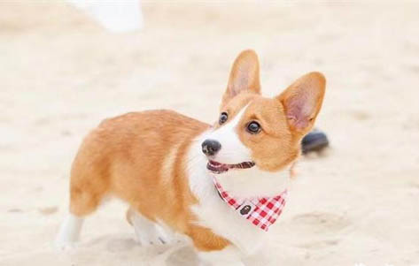 柯基犬身体发抖是啥原因