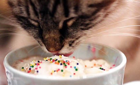 猫咪护食怎么纠正
