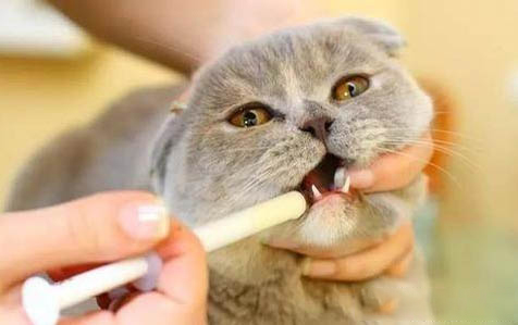 小猫多大可以吃猫粮呢?