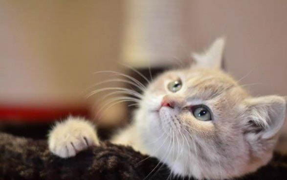猫咪身上有白色的皮屑还掉毛