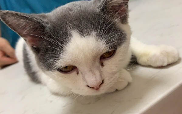 猫咪肺炎症状表现?
